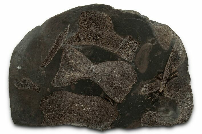 Fossil Ichthyosaur Vertebrae In Cross-Section - England #352091